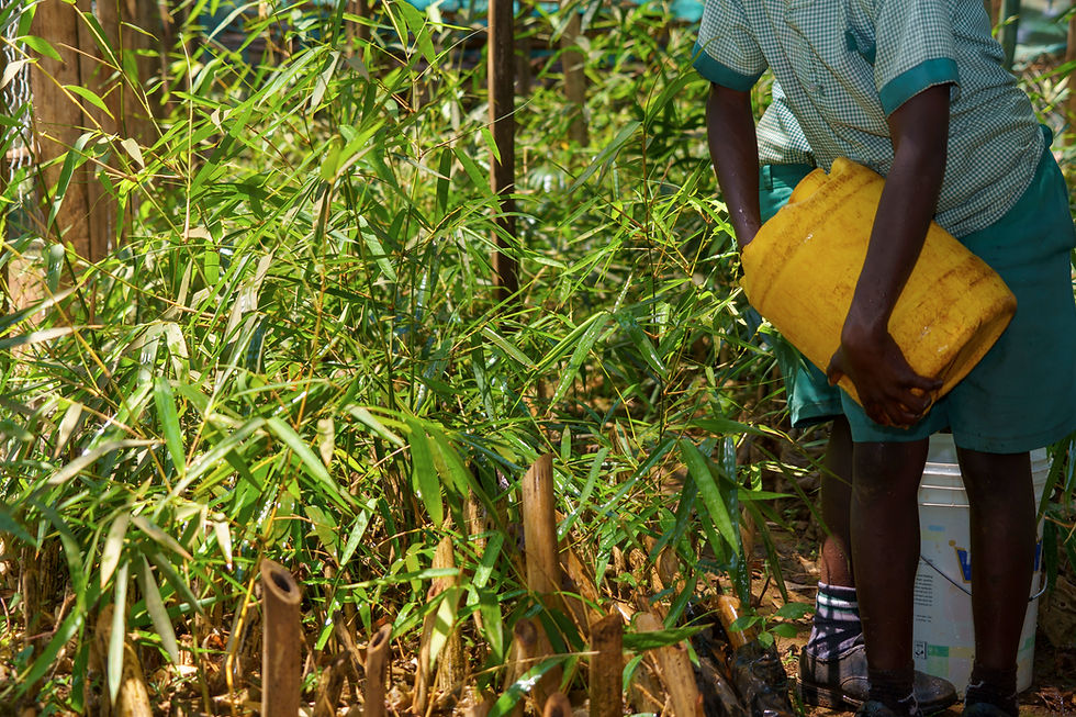 watershed- bamboo.JPG