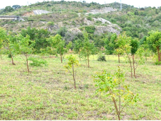 Thriving trees planted onthe right bank of the main dam mark steady restoration progress