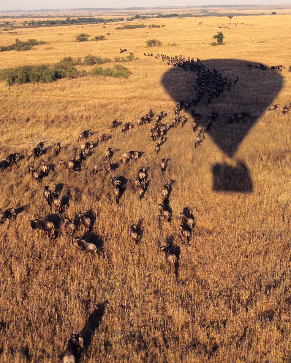 The Manor Web (4).png