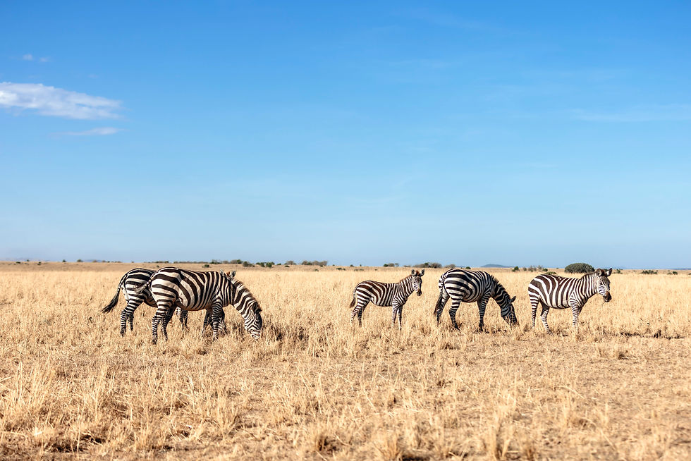 Mara content -7868_edited.jpg