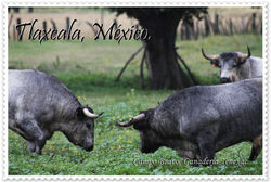 toros_campo_bravo_tenexac