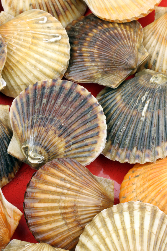 LIVE SHELLFISH