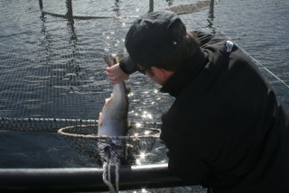 FRESH FISH
