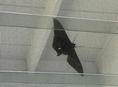 Black moth.jpeg