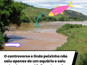 Encontrado peixe transgênico proibido no país em bacia do Rio Paraíba do Sul *