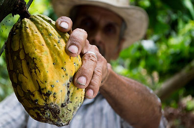 Image du Cacao, matière première présente dans le process de prestation de service de notre entreprise
