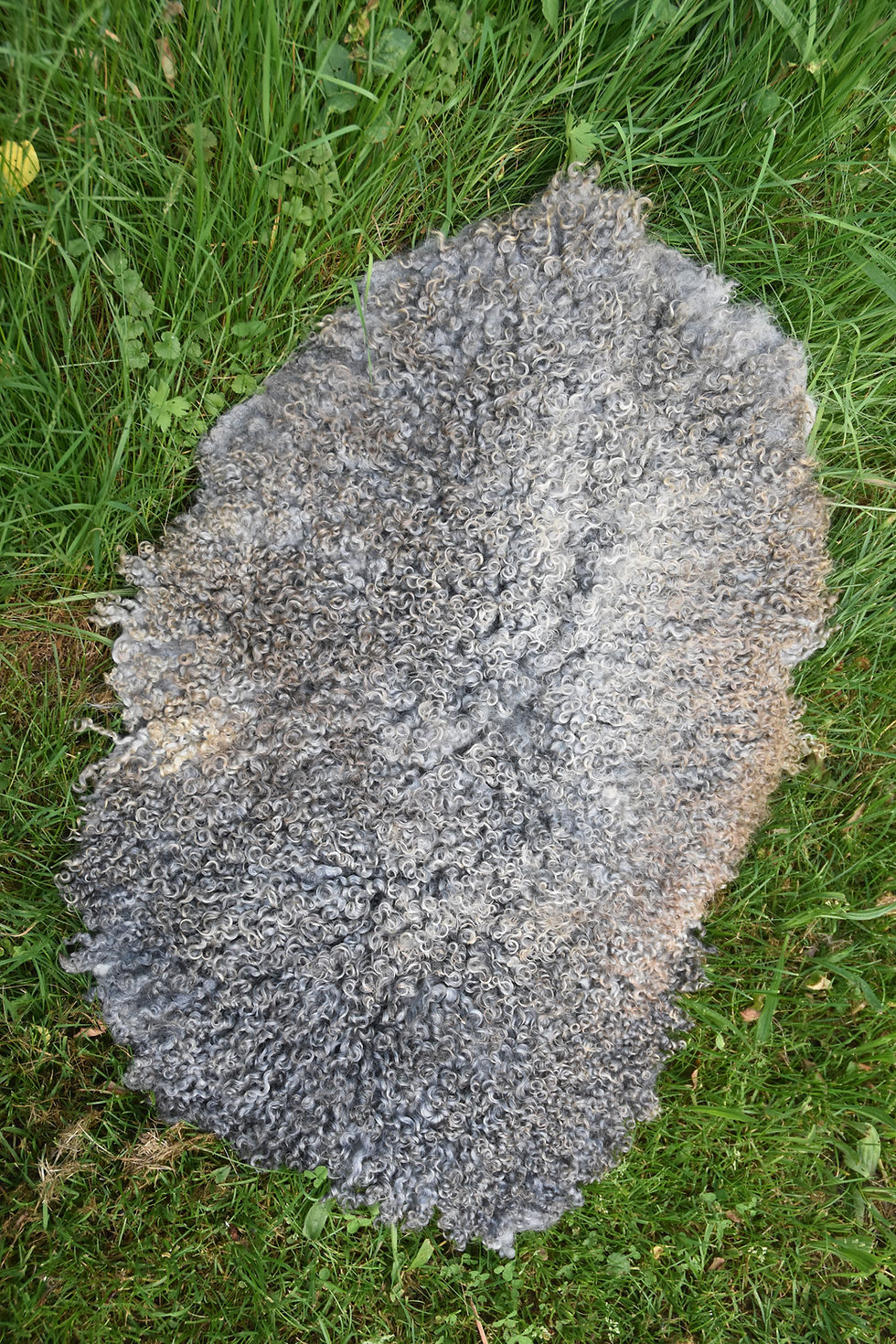 Miniaturbild: Gefilztes Fell vom Gotlandschaf Jährling Farfallina