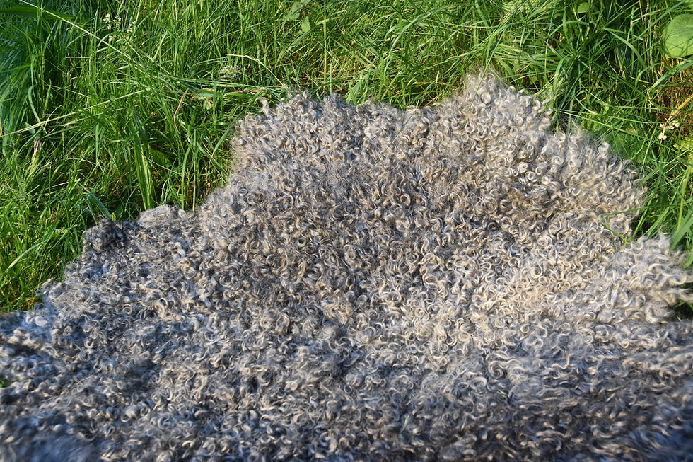 Miniaturbild: Gefilztes Fell vom Gotlandschaf Jährling Fleur