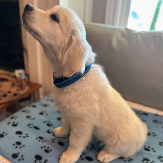 Miss Dark Blue 9 weeks.jpg