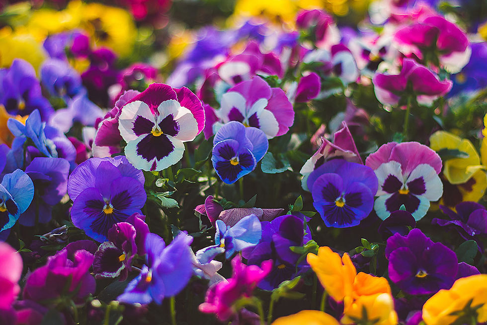 Pansies.jpg