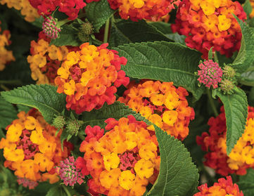 Lantana