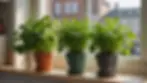 Close-up view of green potted herbs on a kitchen windowsill, adding life to the space