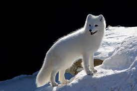 Image Source: https://www.nationalgeographic.com/animals/mammals/facts/arctic-fox