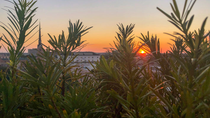 Citrus Sunset