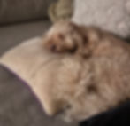 Our loyal puppy financial assistant enjoying a peaceful nap, embodying true peace of mind.