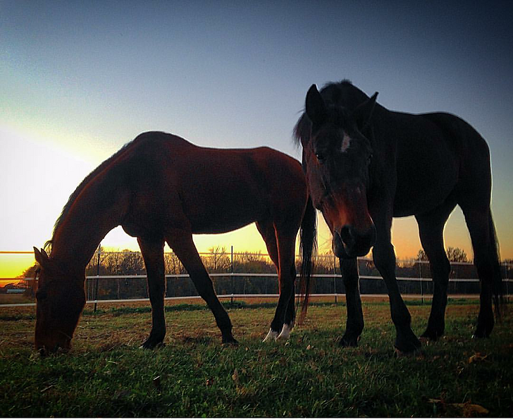 Pawnee and Danny Boy at Sunset
