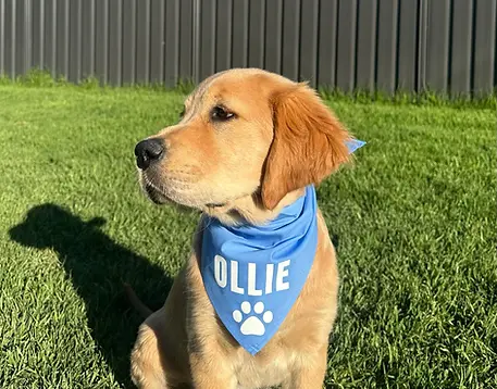 Bandana 1.webp