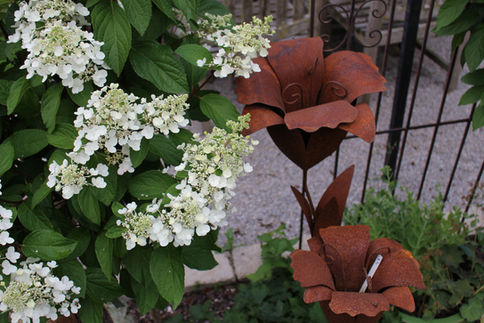 Eisenblume für den Garten im Fuchserl