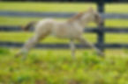 DSC08739aa.jpg