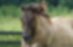 DSC01712absgn.jpg
