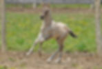 DSC08992aasgn.jpg