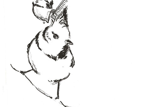La vie secrète des oiseaux