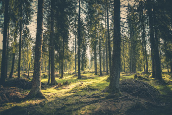 forest.jpeg