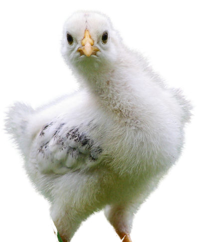 Sügis24 uue petitsiooni maandumisleht (3).png