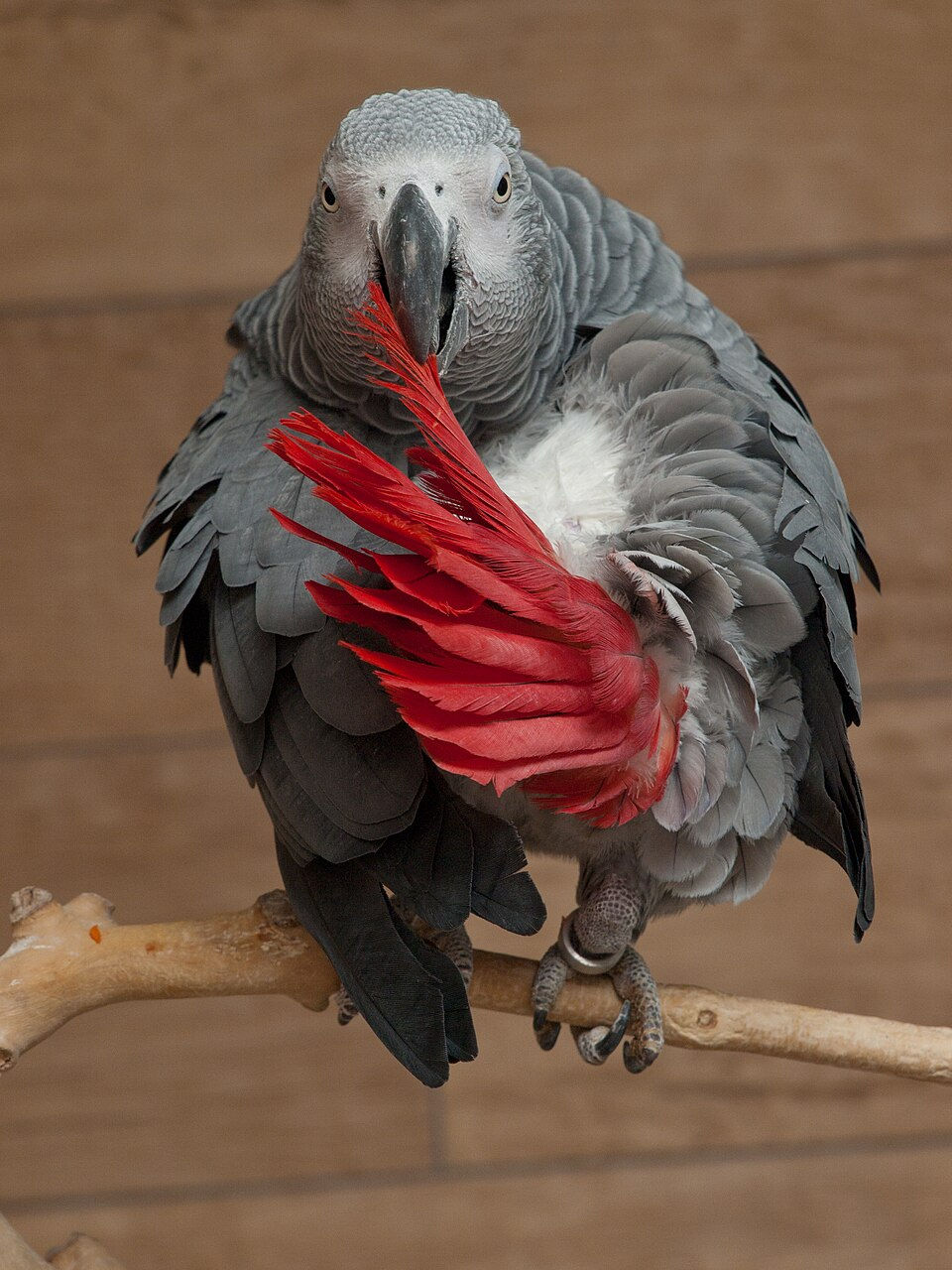 Miniatura: IKO IDE FEATHER/RED PARROT FEATHER