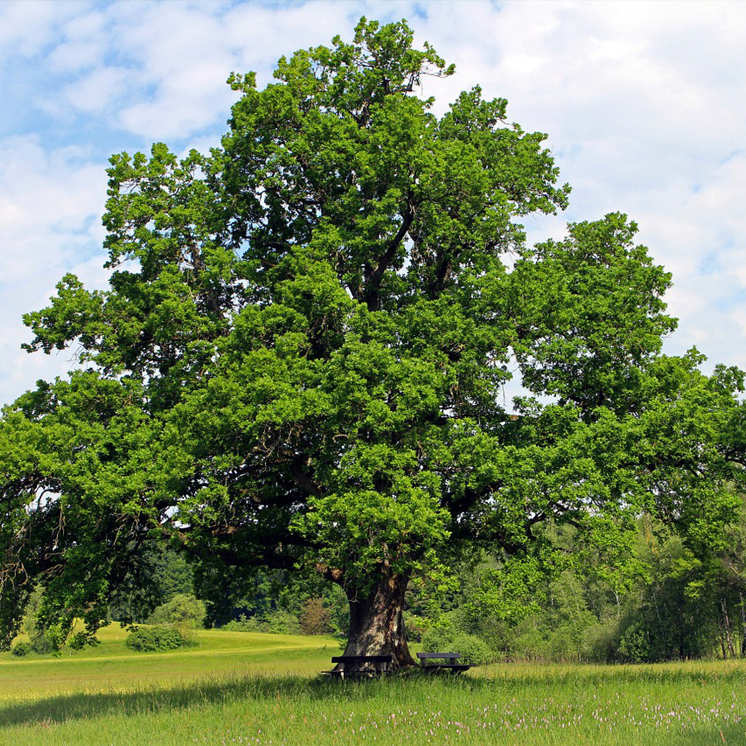 Trees in USA Michigan (for one month)