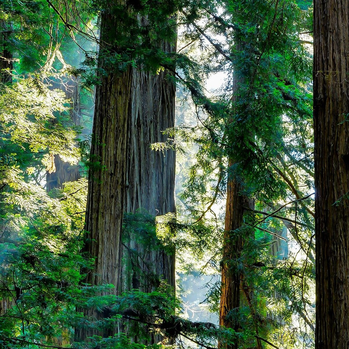 Trees in USA California (for one month)