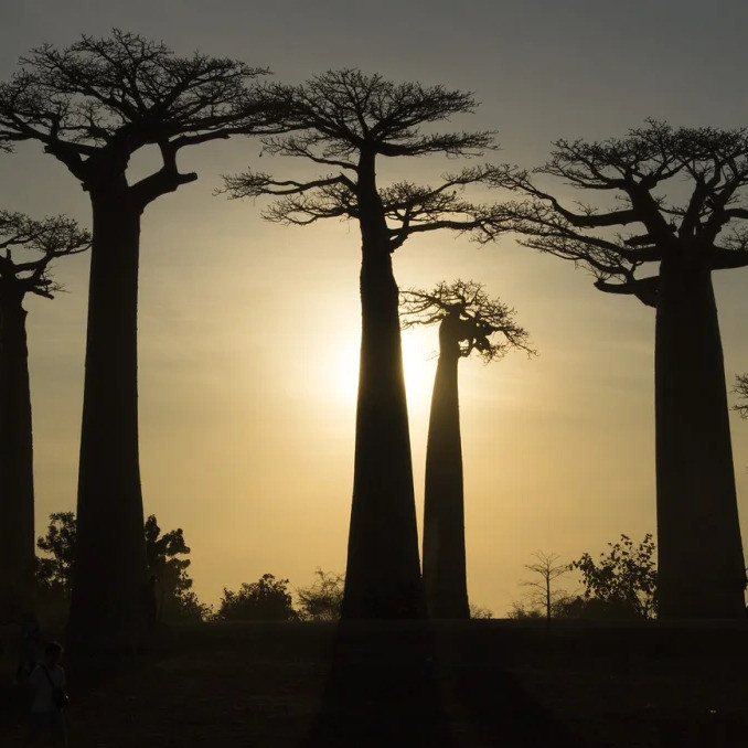 Trees in Madagascar (for one month)