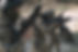 signal-2025-01-18-171919_004.jpeg