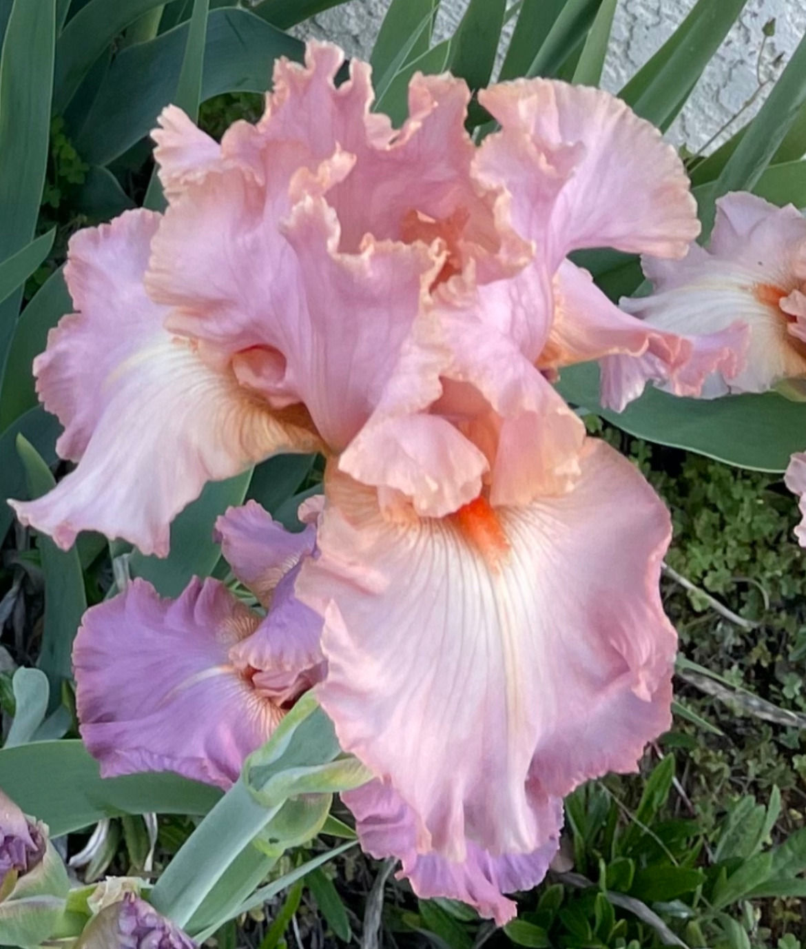 Enchanted Oaks Pink (NOID)