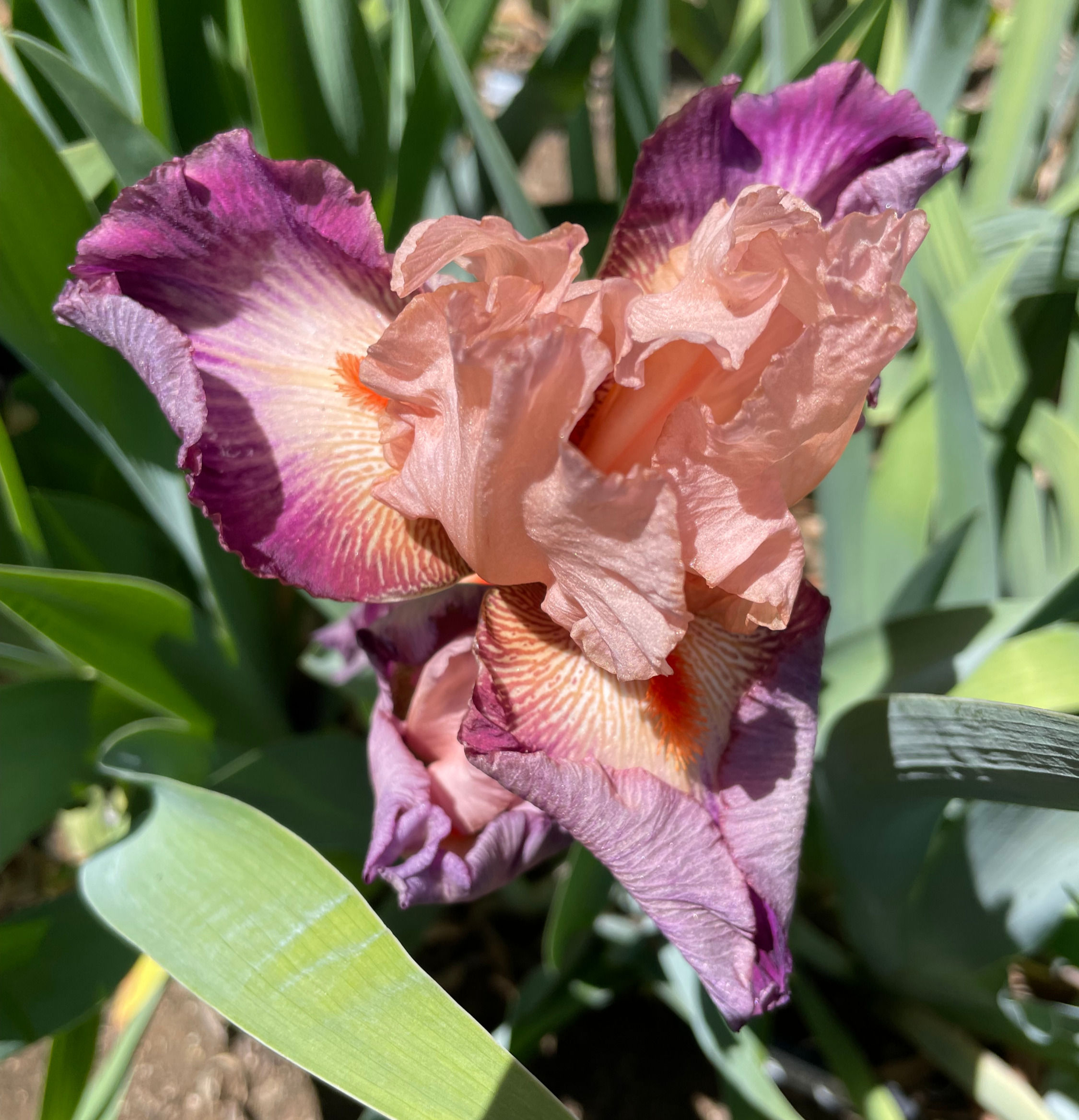 Come Away With Me (Schreiner, 2008) TB HM