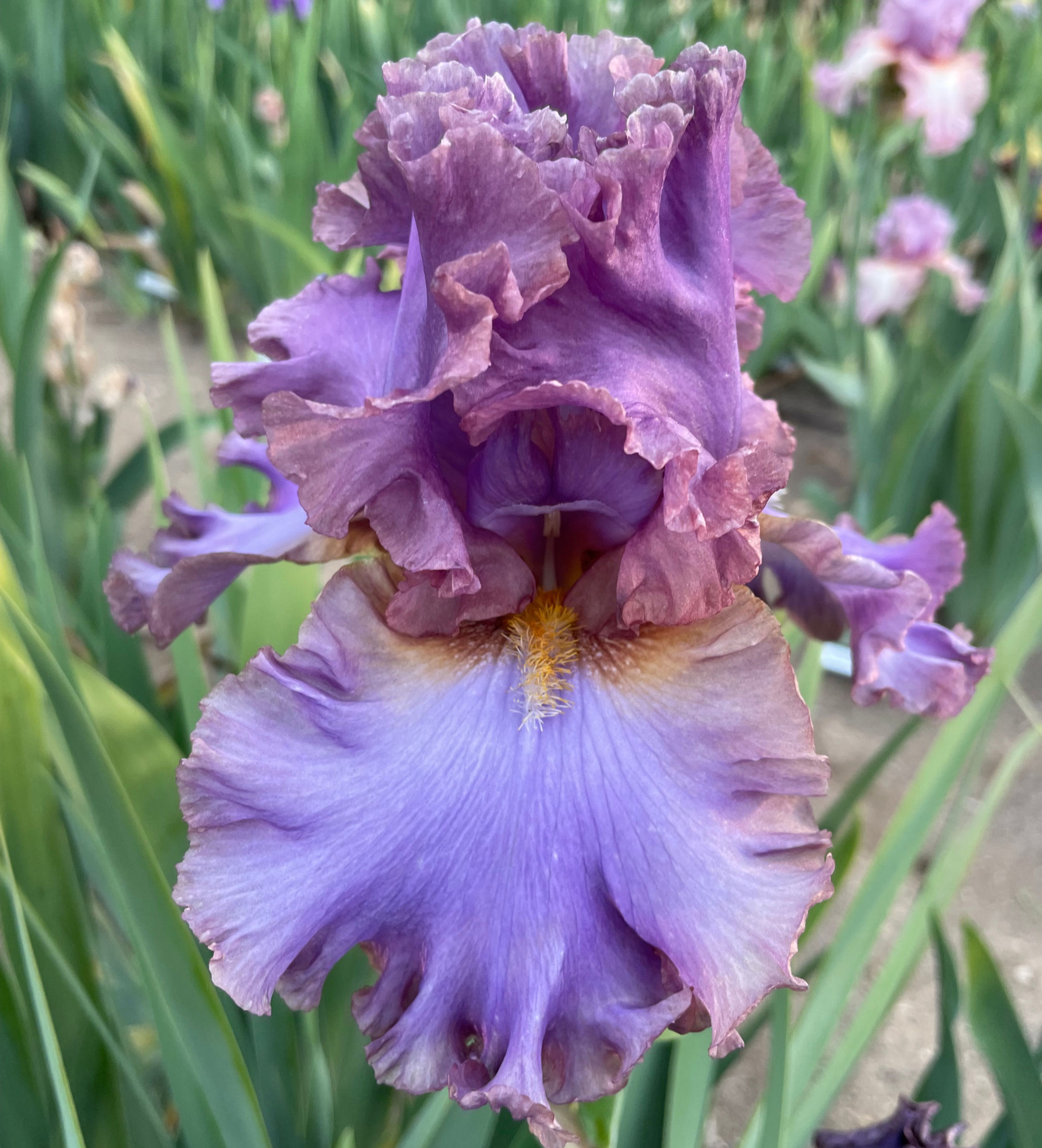 French Lavender (Painter, 2010) TB HM Fragrant