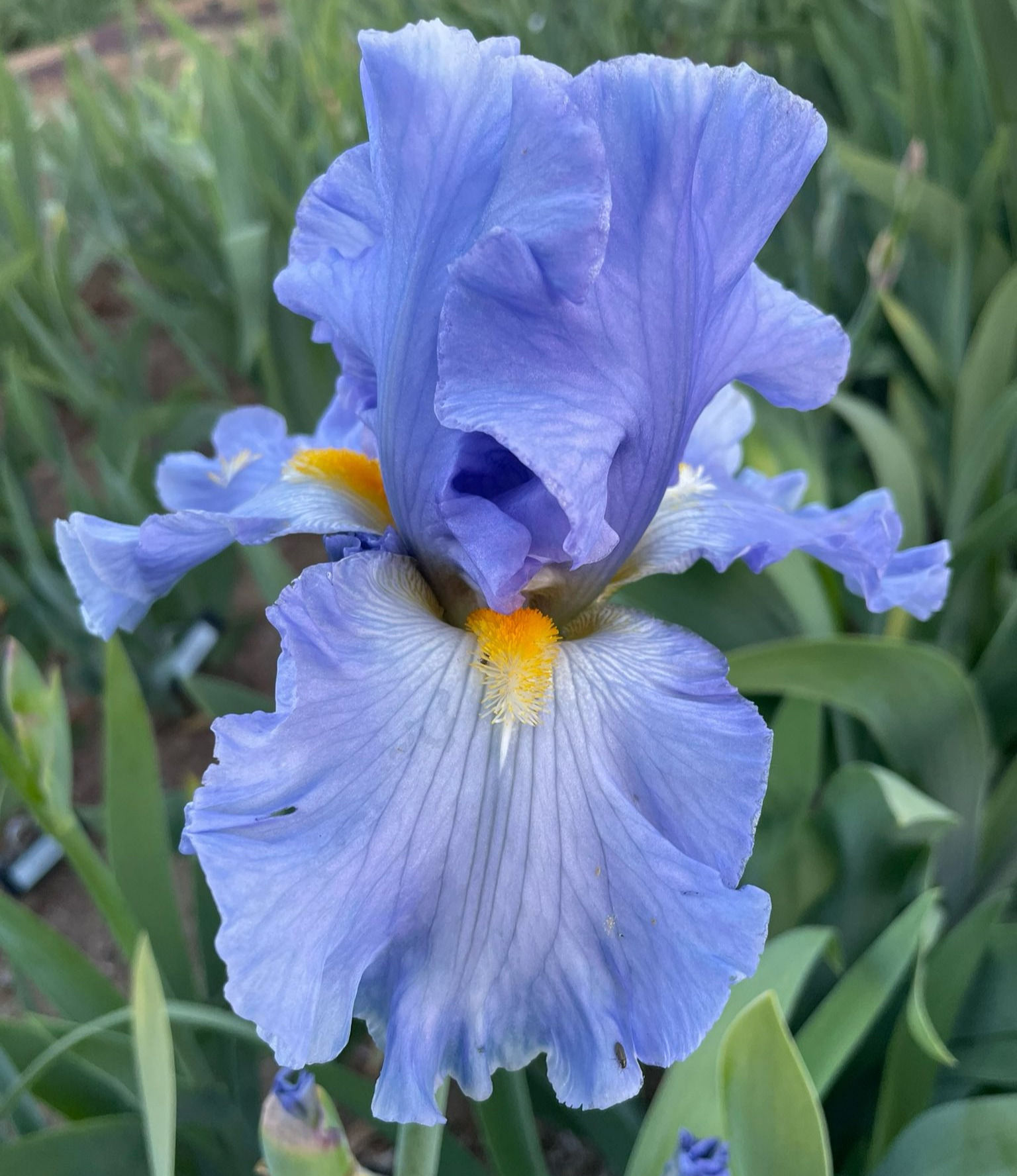 Sky And Sun (Spoon, 1997) TB HM AM NA