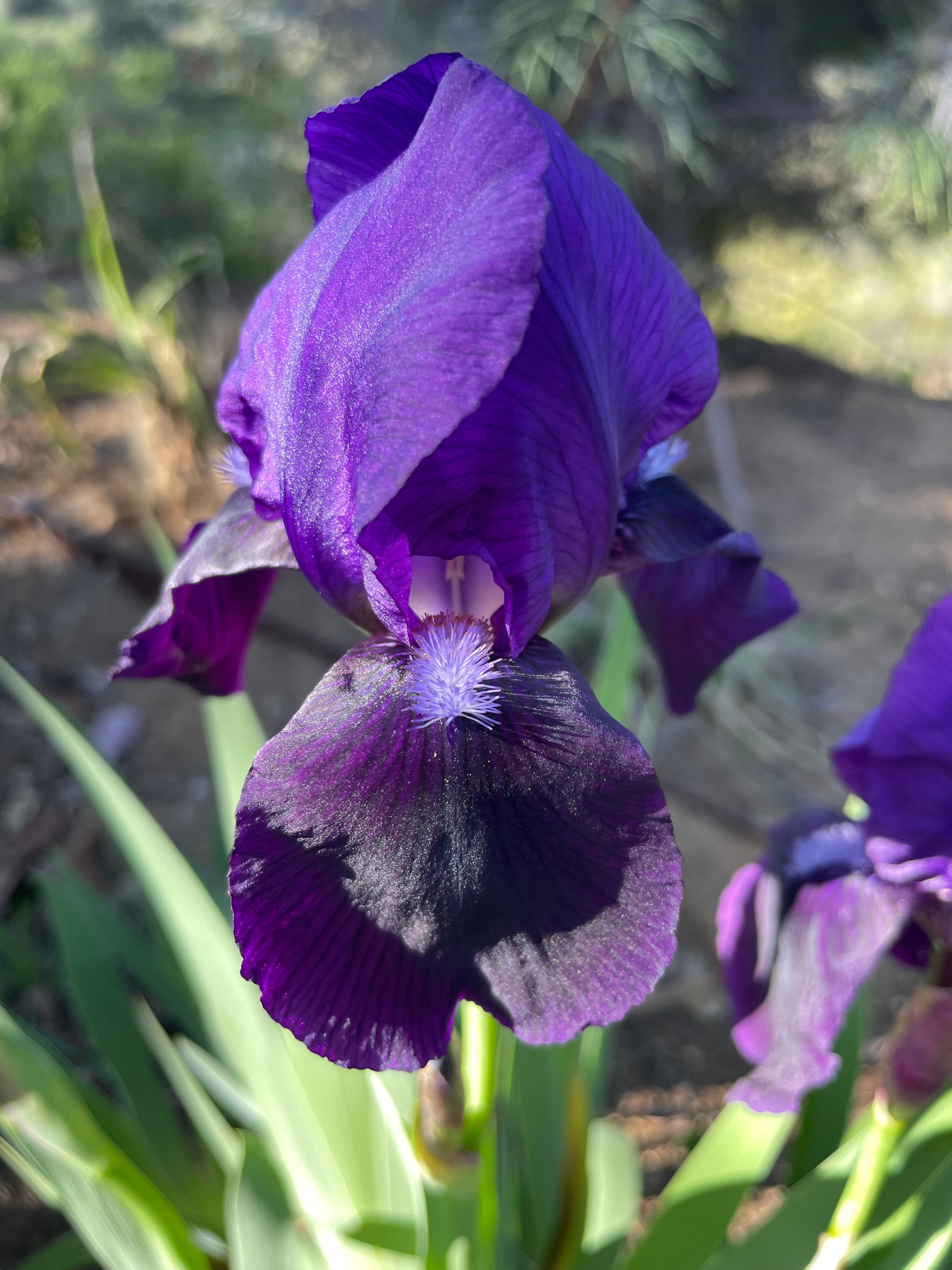 Eleanor Roosevelt (Sass, 1933) IB RE HM AM