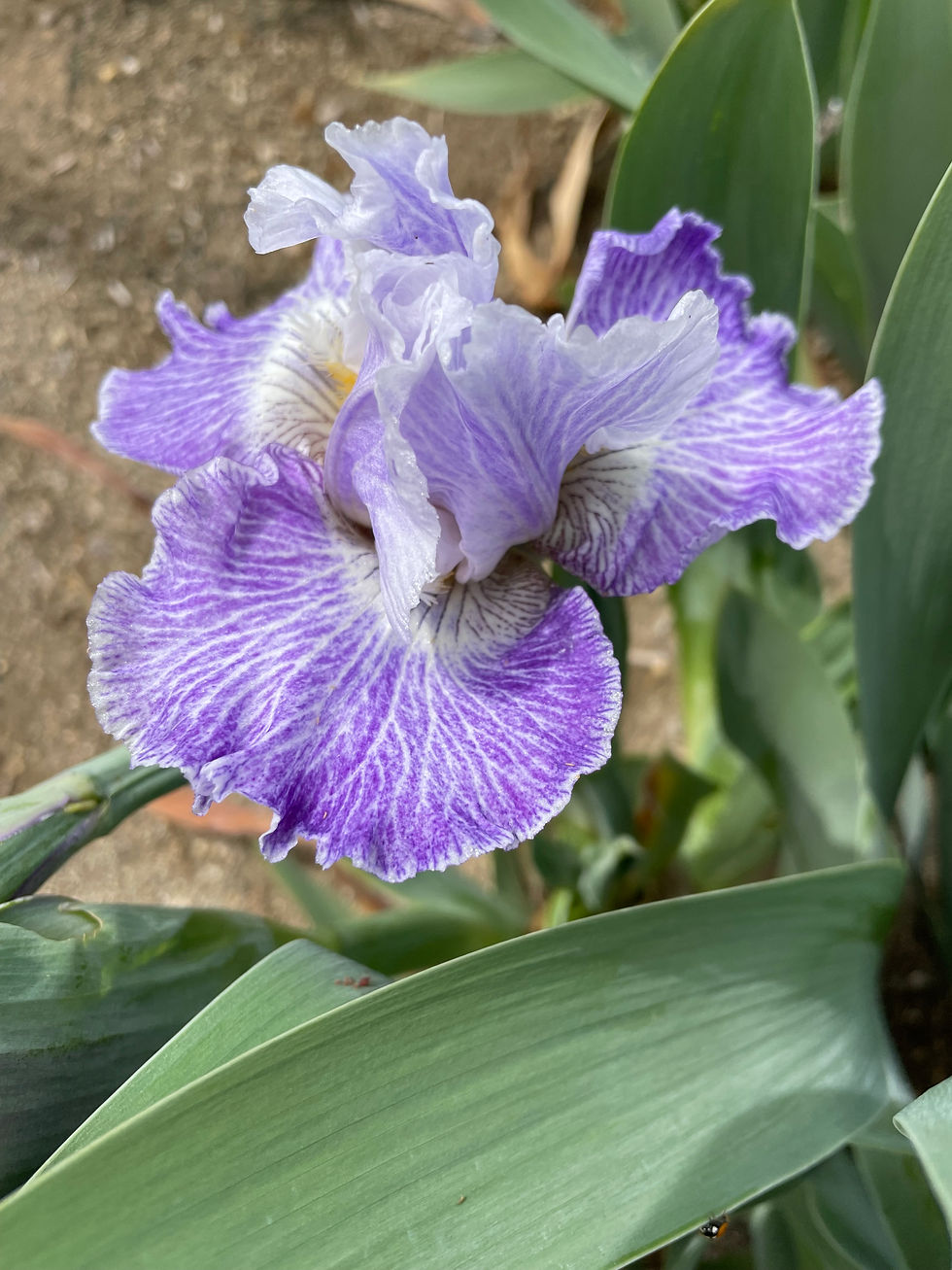 Thumbnail: Making Time (Lauer, 2013) TB Fragrant