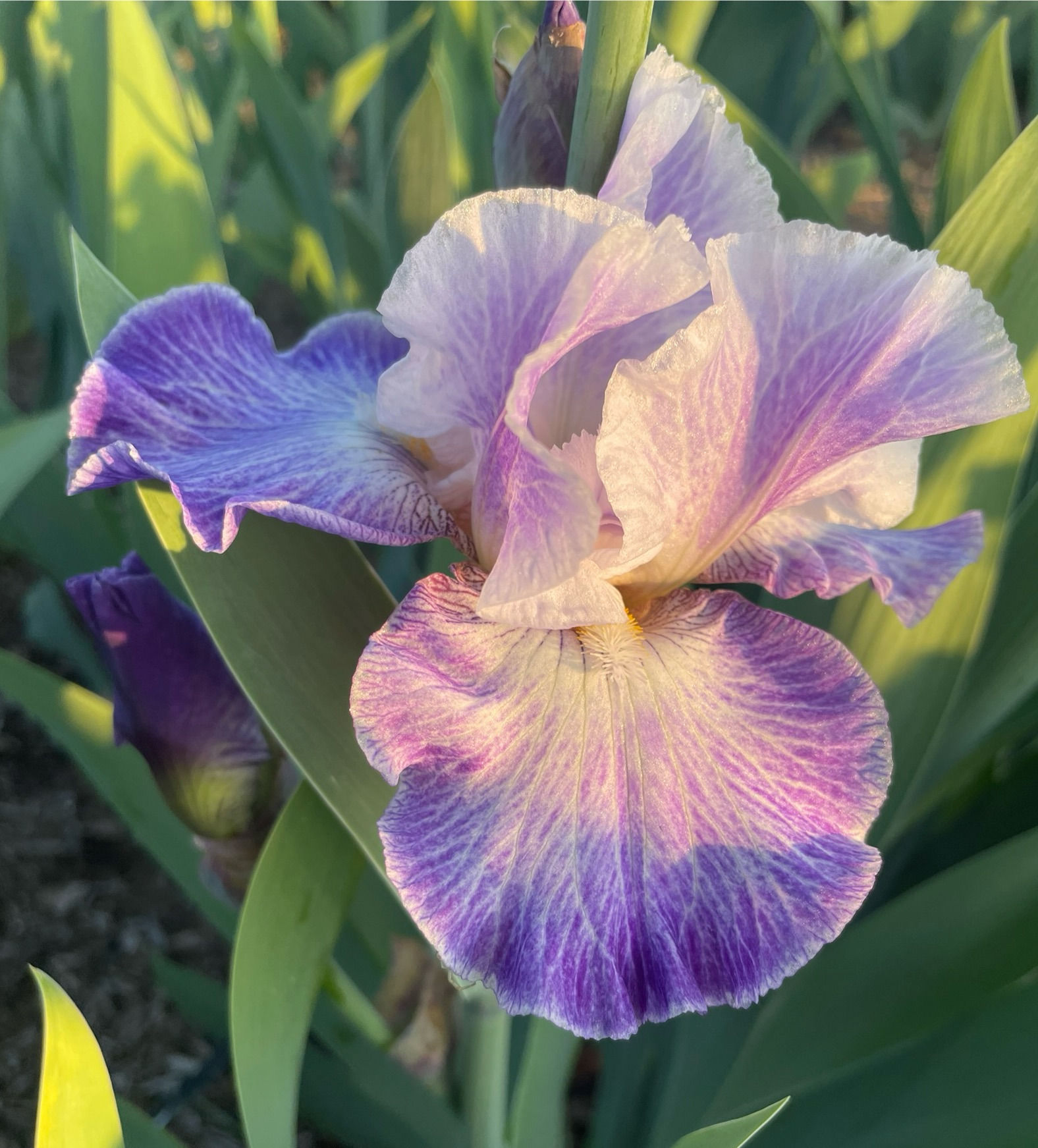 Making Time (Lauer, 2013) TB Fragrant