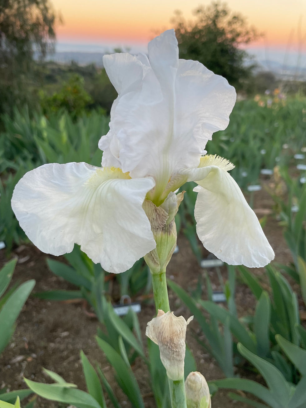 Thumbnail: Angelic Wings (Miller, 1991) TB 35" RE