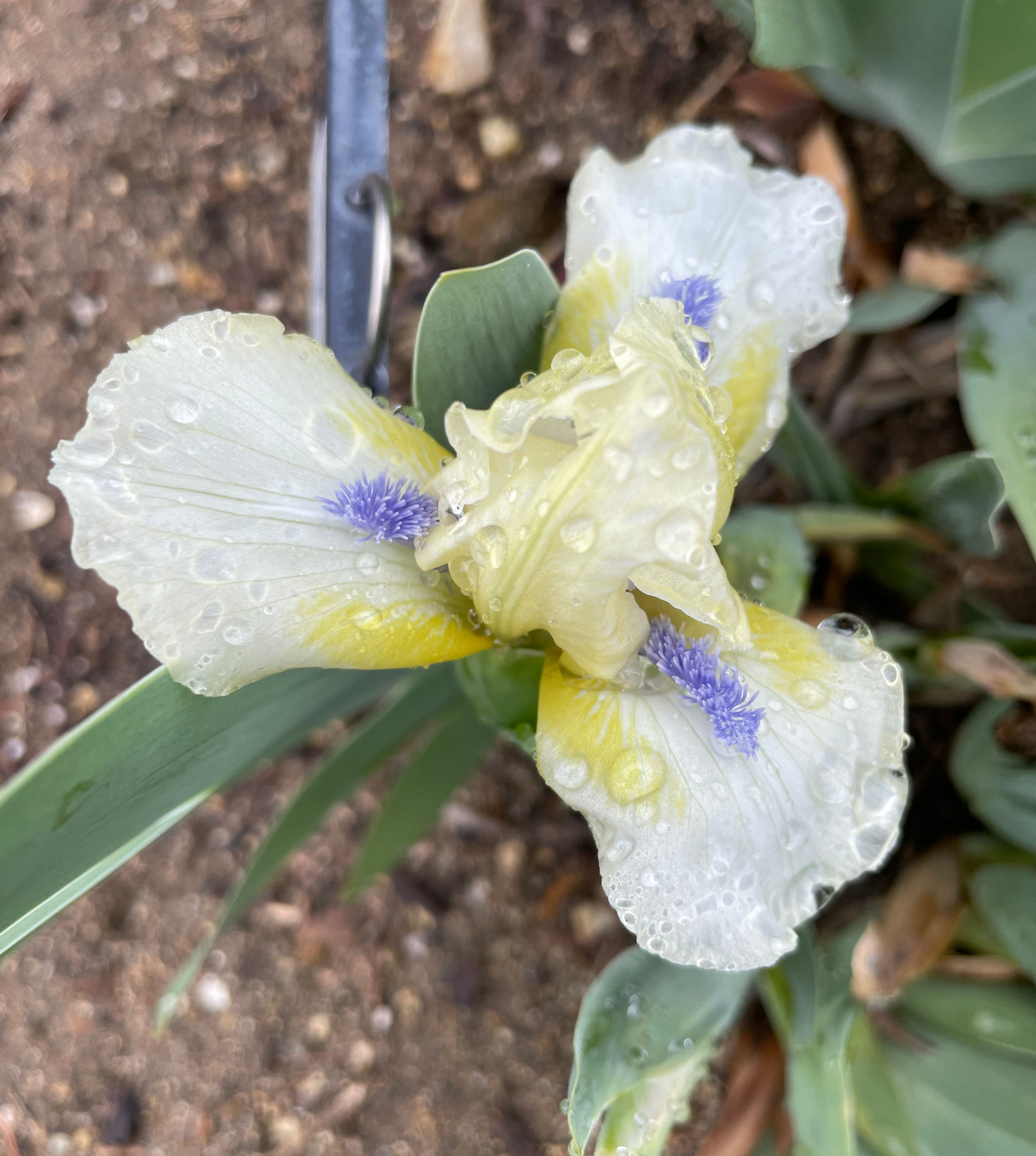 Sarah Taylor (Taylor, 1979) SDB