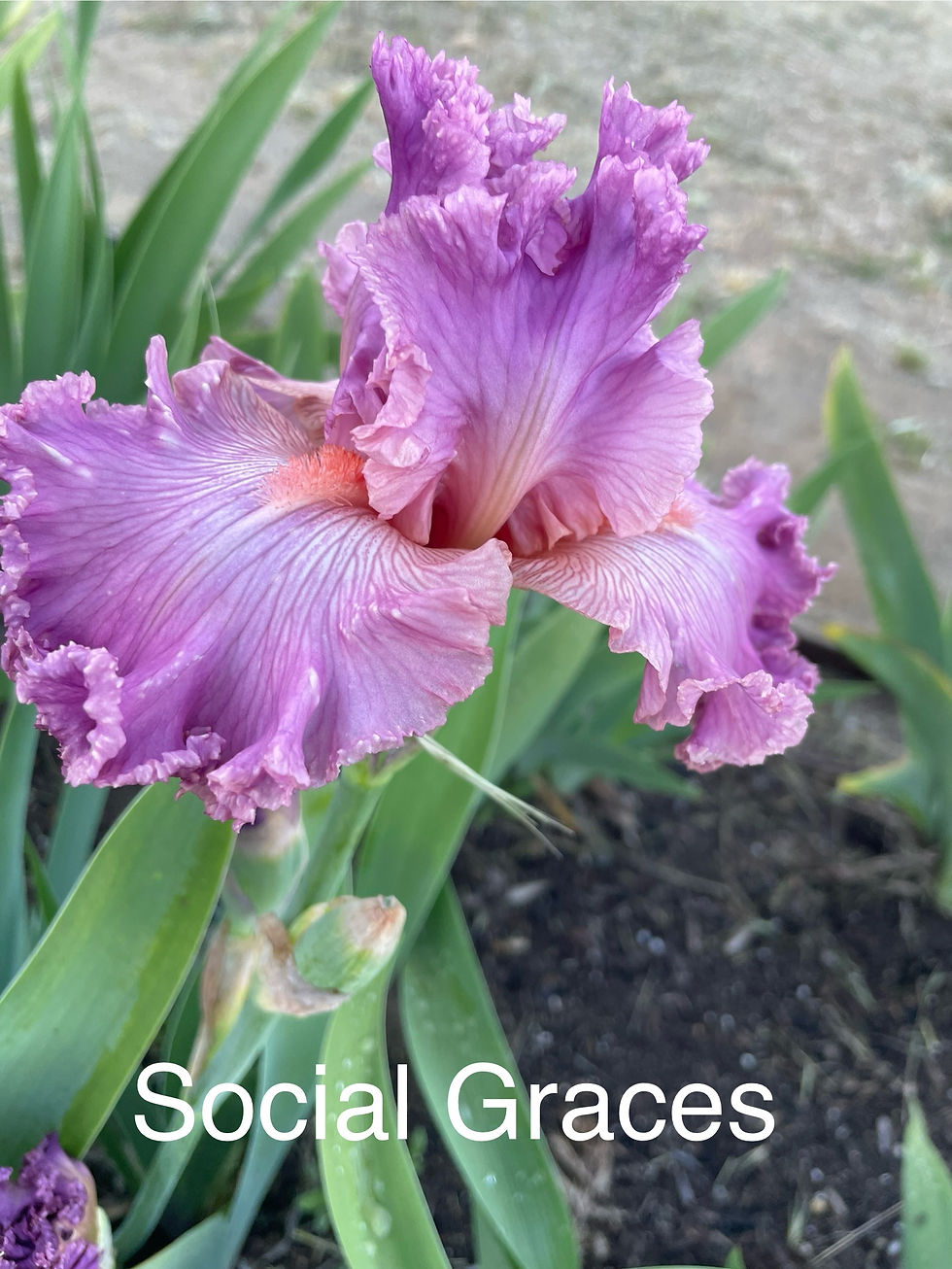 Thumbnail: Social Graces (Keppel, 2000) TB HM AM