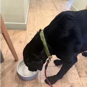 Dog drinking water inside