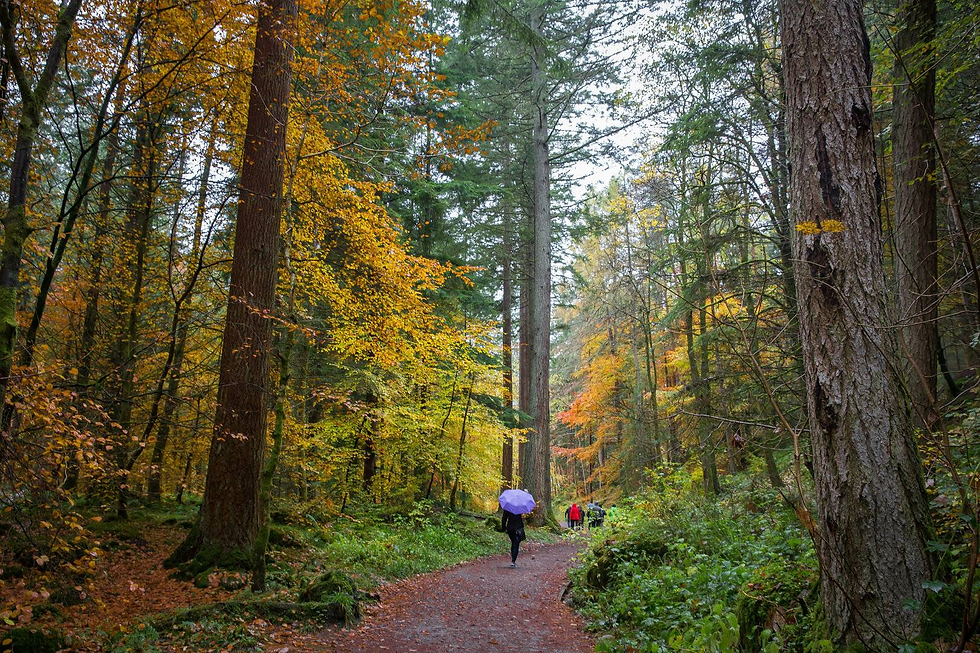 People walking surrounded by tall trees
