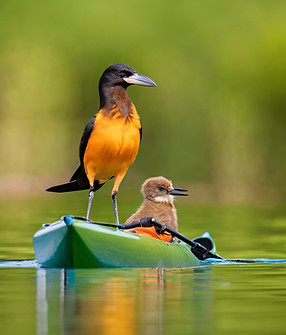 bird watching from a kayak.jpg