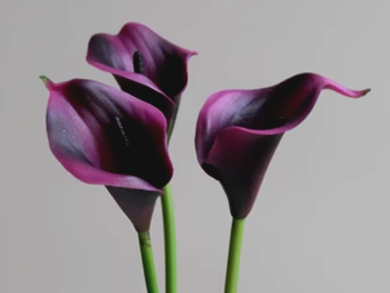 深紫红色马蹄兰