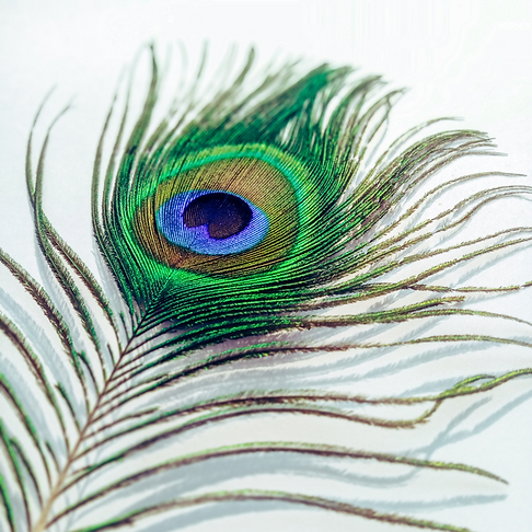 peacock1.png