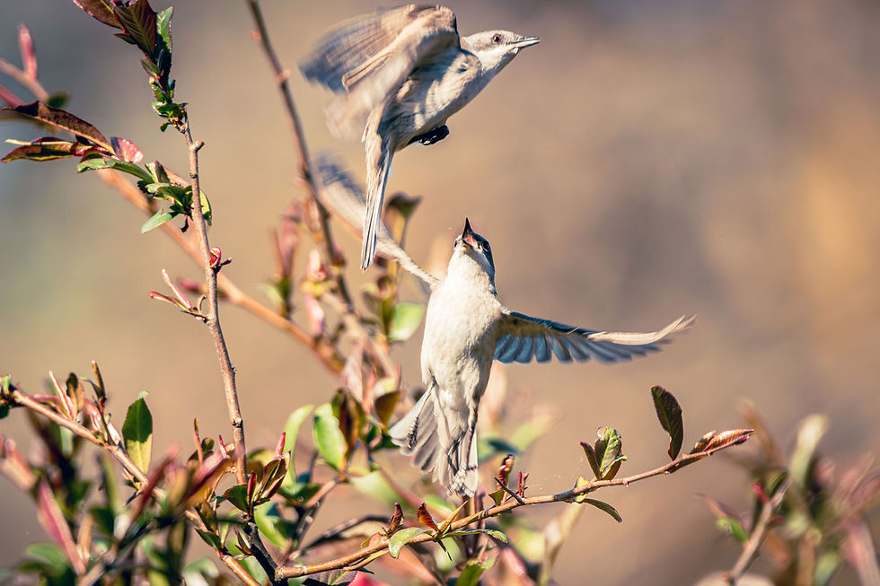 Czy mając obiektyw Canona EF 600mm serii L (czyli: duży, biały, drogi) i Canona 100D, udałoby mi się złapać tę scenę? Raczej nie. I nie w takiej jakości. Ale mając Sigmę 150-600mm (duży, czarny, względnie tani) i Canona 90D - owszem.