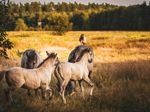 Bycie przyjazną gadułą nie jest konieczne (ale pomaga)